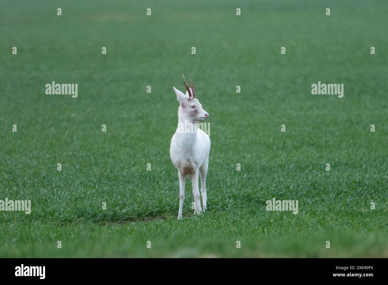 Albino roebuck springt auf einem Feld. Stockfoto