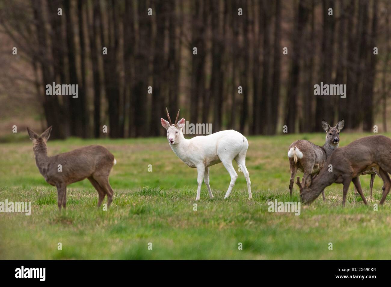 Albino roebuck springt auf einem Feld. Stockfoto