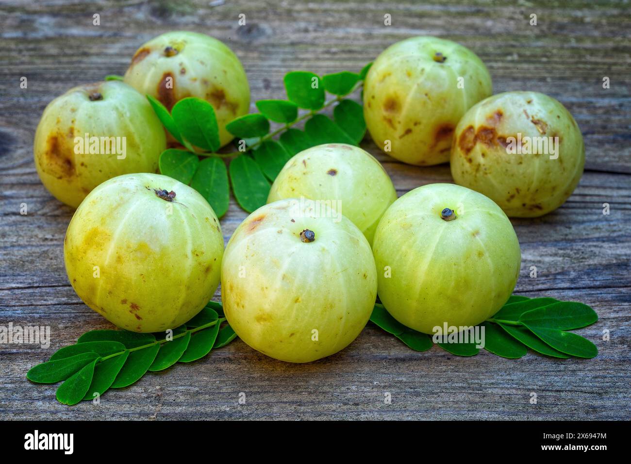 AMLA, Emblic oder indische Stachelbeere (Phyllanthus emblica), Phyllanthaceae. Essbare asiatische Früchte. Gezüchteter Baum Stockfoto