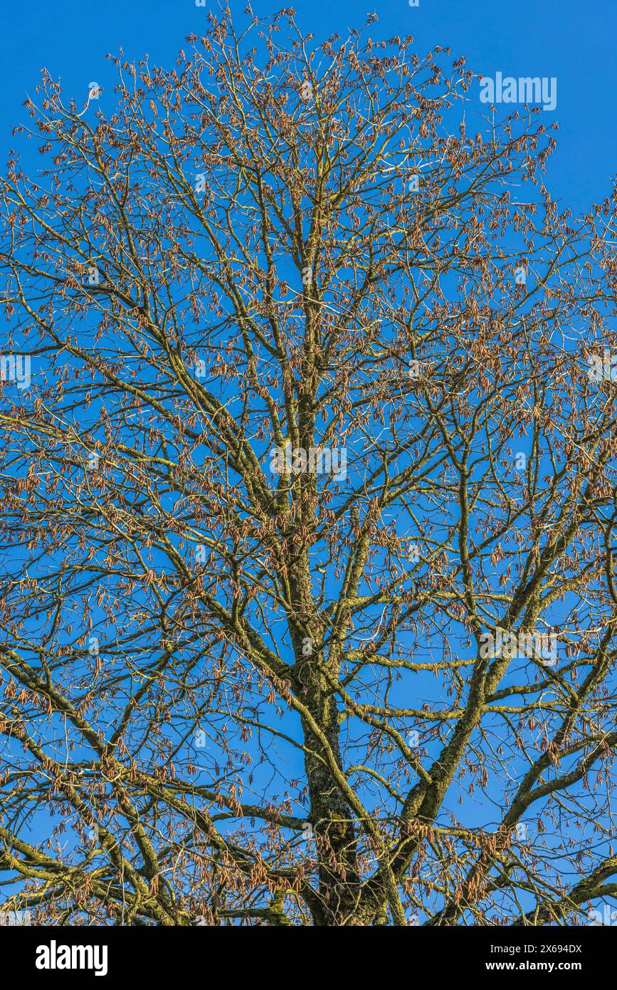 Baumstamm, blattlose Äste, blauer Himmel, Hintergrundbild Stockfoto