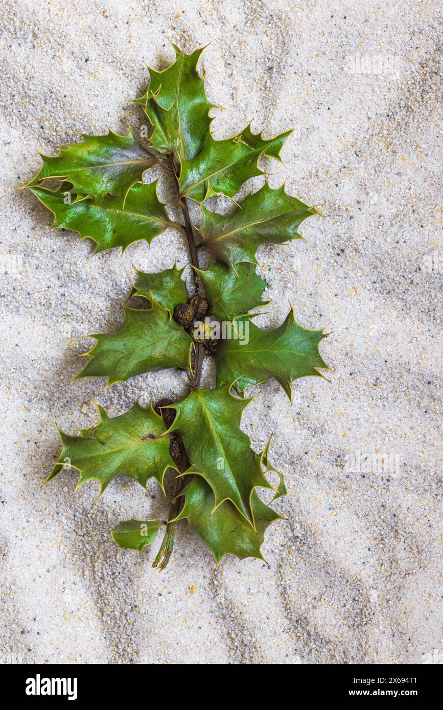 Getrocknete Blume, stechpalme (Ilex aquifolium) auf sandigem Hintergrund, Stillleben Stockfoto