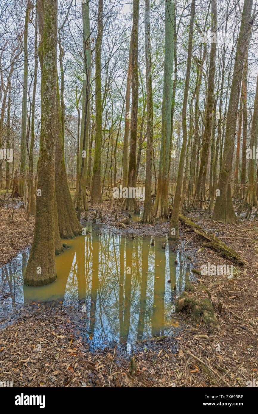 Tupelo und Cypress in den Bottomland Wetlands im Congaree National Park in South Carolina Stockfoto