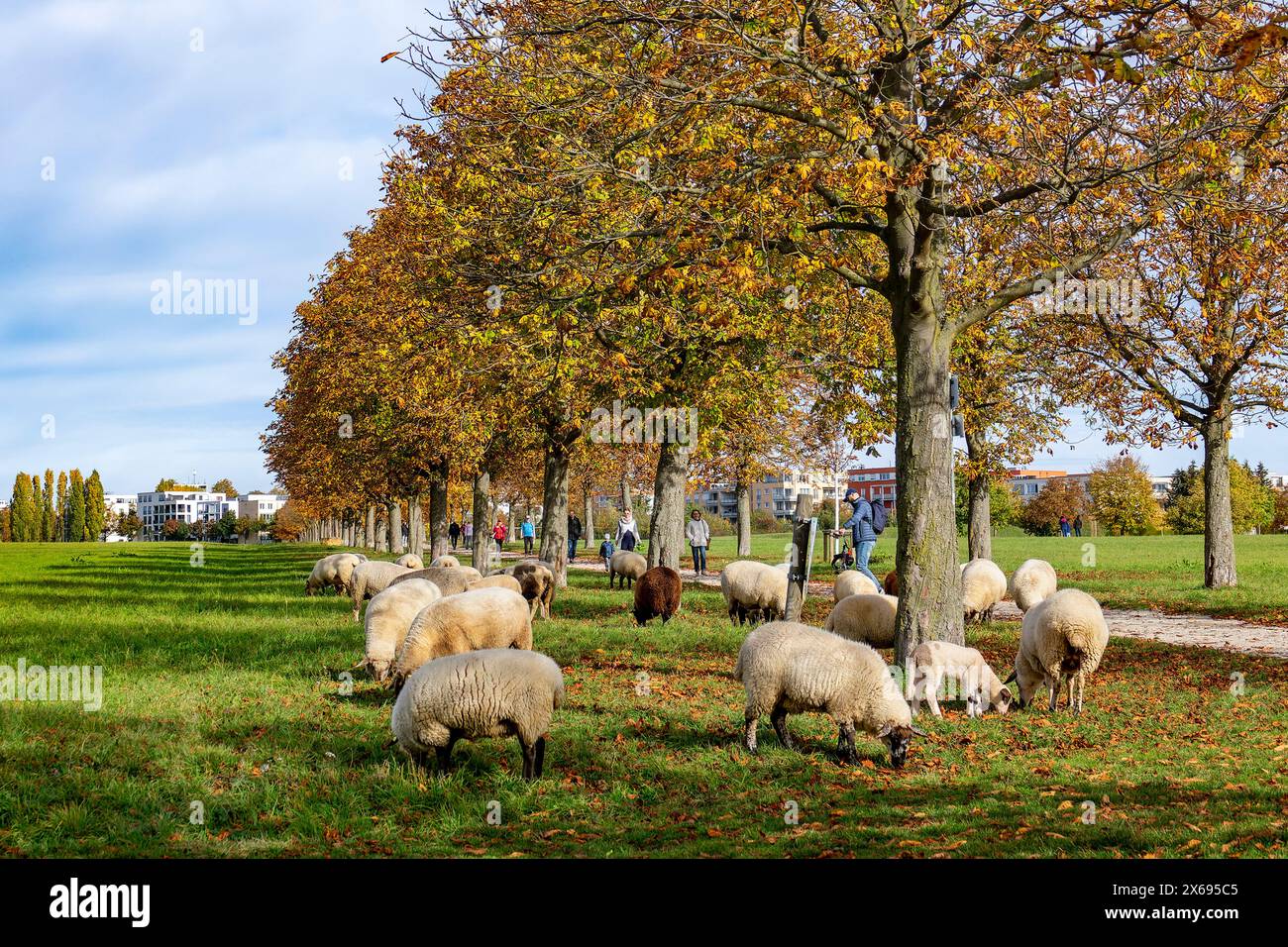 Ostfildern - Scharnhauser Park, Schafe, die unter den Bäumen der Kastanienallee weiden Stockfoto