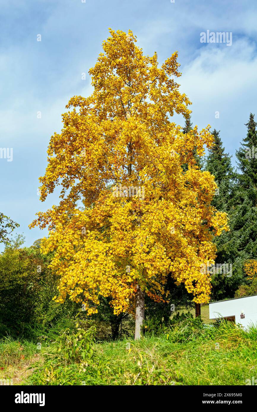 Bad Urach, Tulpenbaum, Liriodendron tulipifera mit Herbstlaub Stockfoto