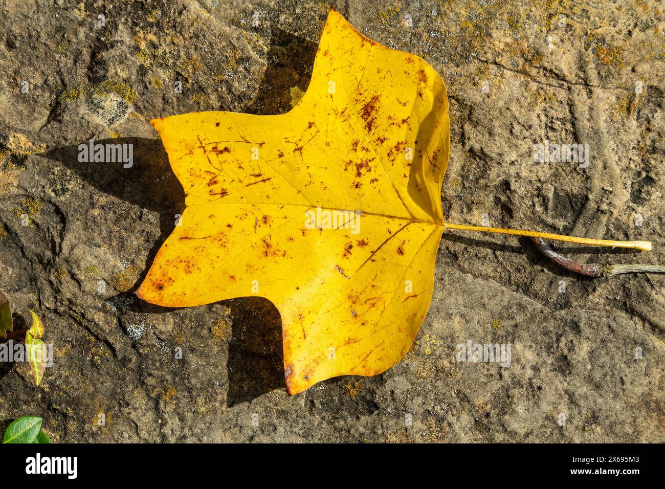 Böse Urach, Tulpenbaum, Liriodendron tulipifera, gefallenes Blatt, Herbstlaub Stockfoto