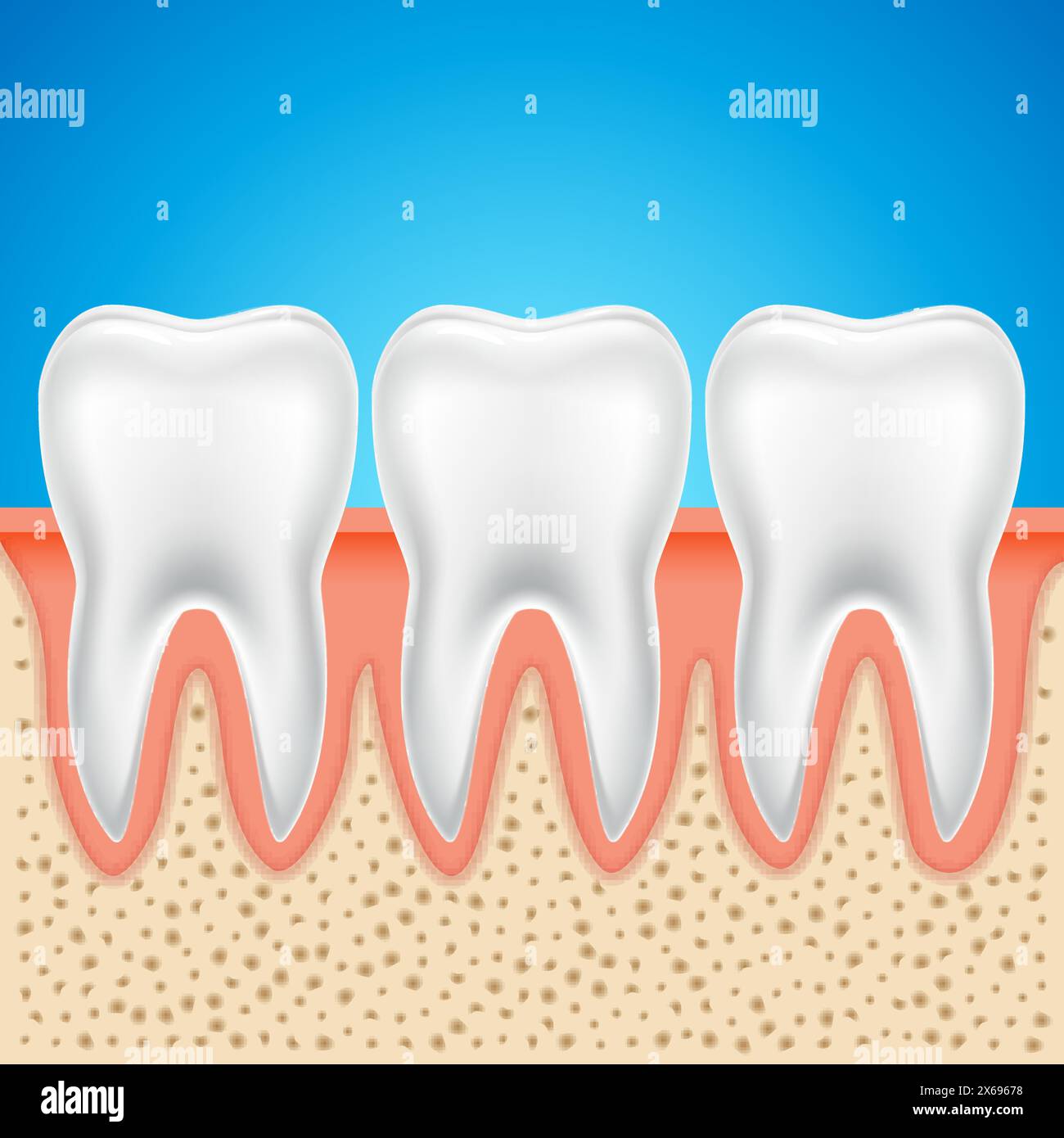 Zahnvektoranatomie. Menschliche Zahnknochen gesunde Illustration isoliert Stock Vektor