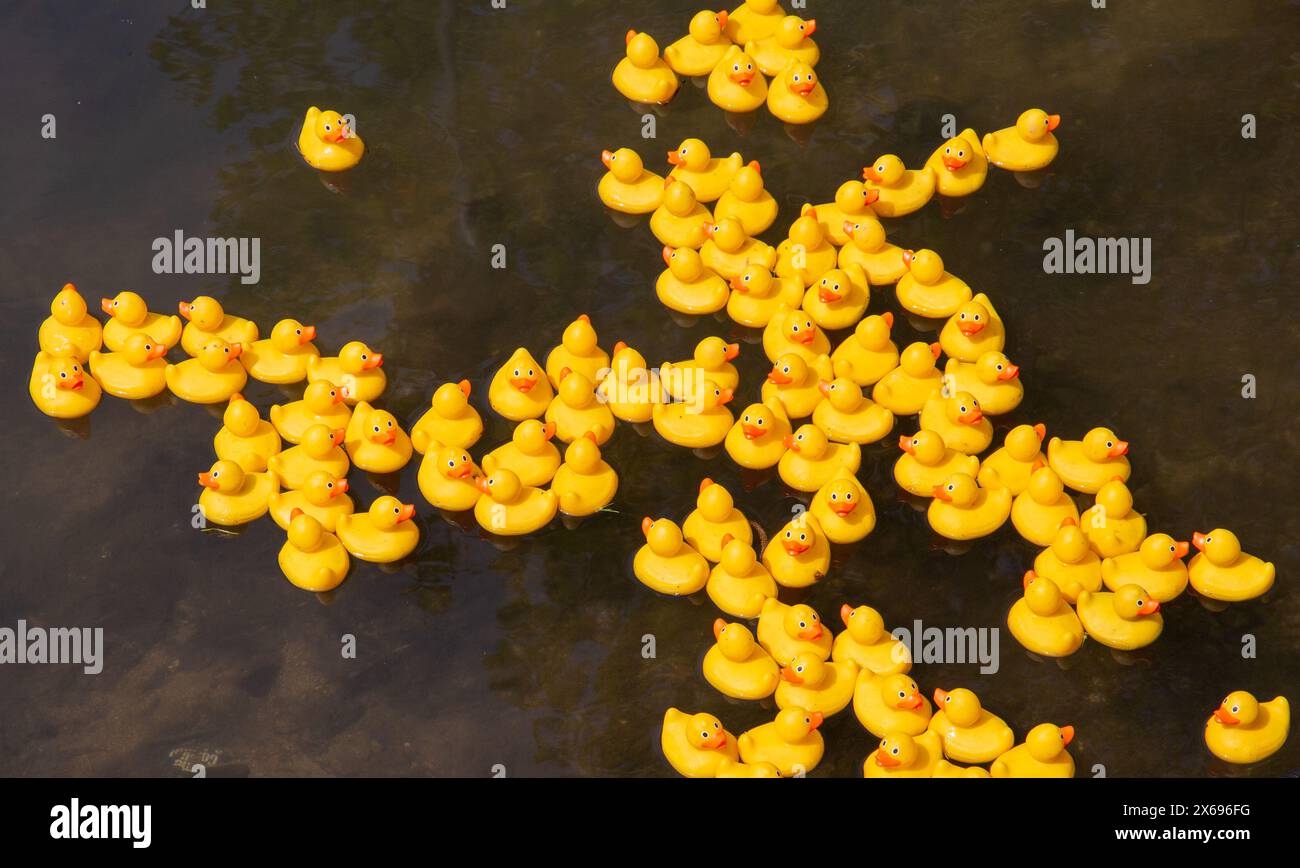 Eine Gruppe von gelben Gummienten beim jährlichen Calne Entenrennen, das im dunklen Wasser schwimmt, schafft einen lebhaften Kontrast und eine verspielte Szene Stockfoto