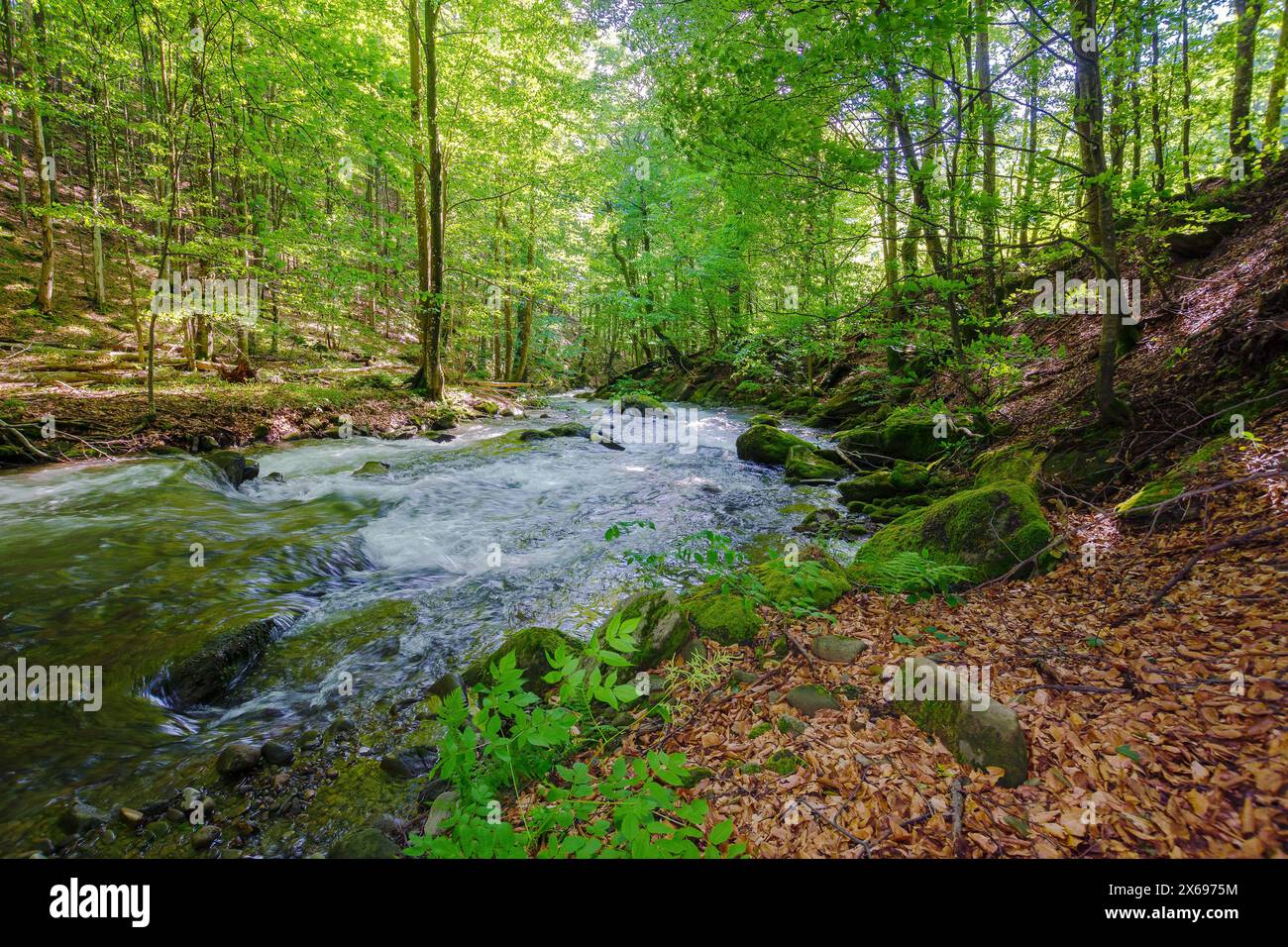 Waldfluss im Frühling. Das Wasser fließt zwischen dem Ufer mit moosigen Felsen. Erfrischendes Naturhintergrund. Wunderschöne Landschaft in den ukrainischen karpaten auf einem Su Stockfoto