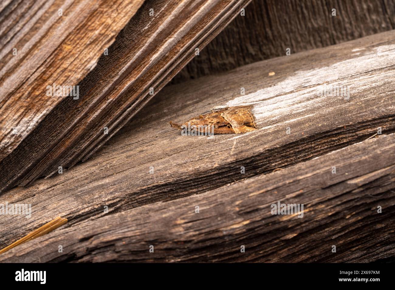 Hypena rostralis Familie Erebidae Gattung Hypena geknöpfte Schnauzenmotte wilde Natur Insektenfotografie, Bild, Tapete Stockfoto
