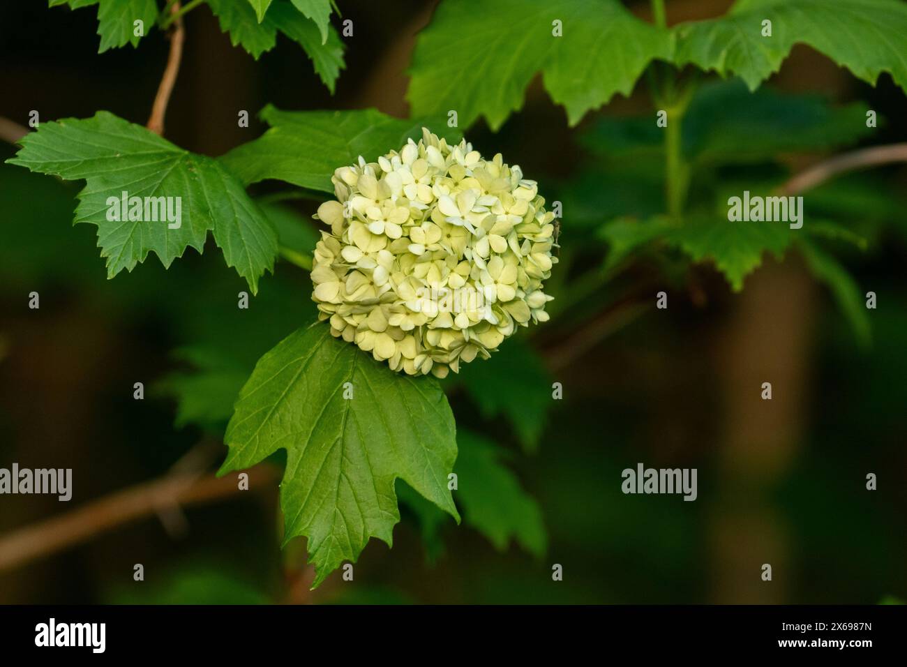 Viburnum Opulus „Roseum“. Auch bekannt als Crampbark, Gelder Rose, Water Elder und Snowball Tree. Stockfoto