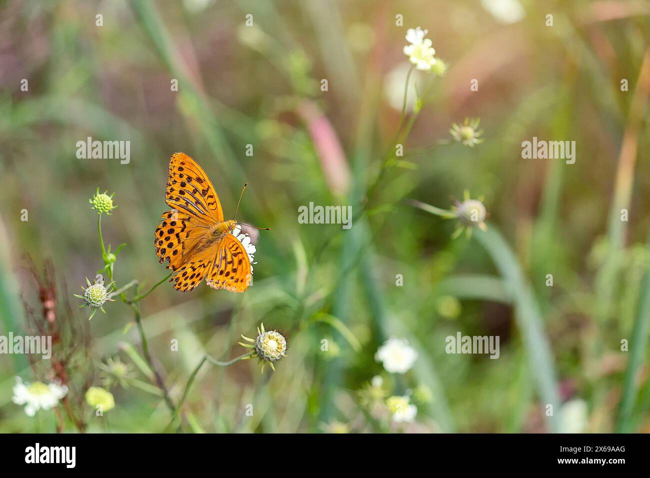 Wunderschöner Orangenschmetterling (Brenthis daphne) auf dem Rasen an einem sonnigen Sommertag. Natur Stockfoto