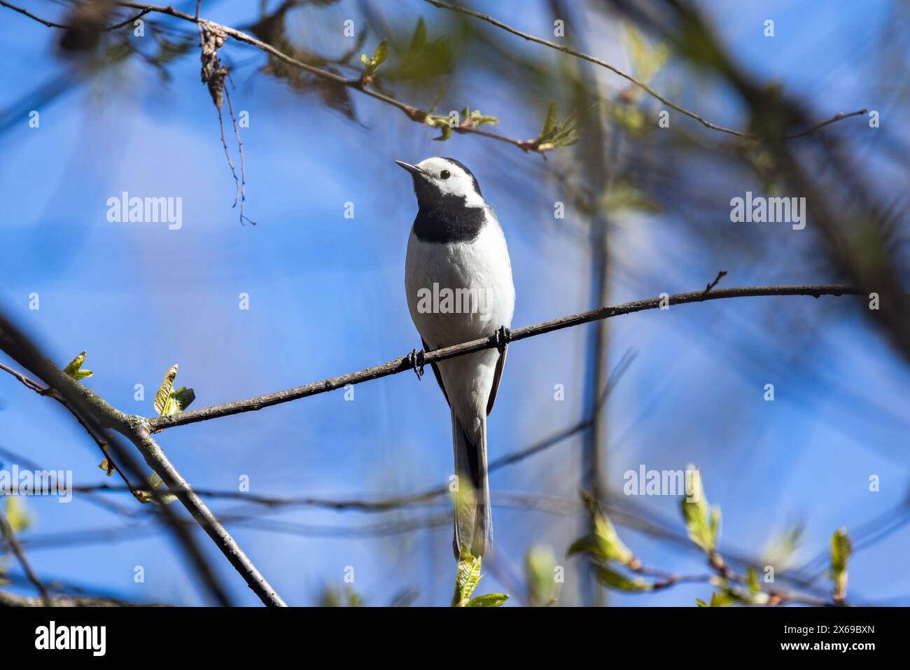 Der Vogel sitzt an einem sonnigen Frühlingstag auf dem Ast. Motacilla alba ist ein kleiner Passerinvogel aus der Familie der Motacillidae Stockfoto