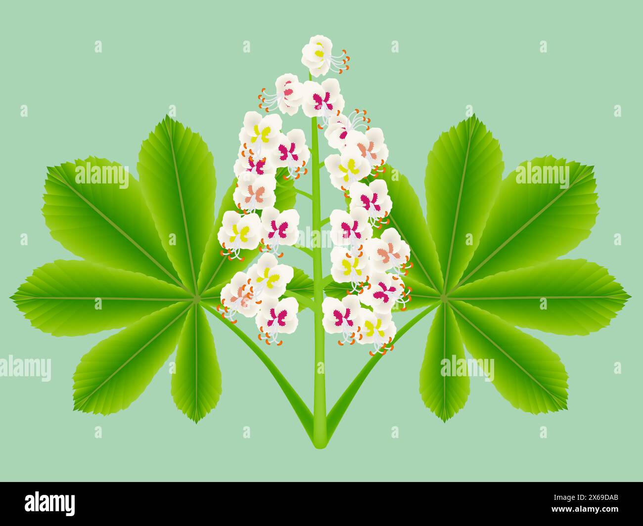 Rosskastanienblüten mit Blättern auf grünem Hintergrund. Stock Vektor