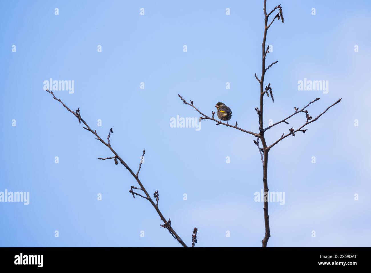 Ein gelber Vogel ist auf dem Ast. Der Eurasische Sisskin ist ein kleiner Passerinvogel aus der Familie der finken Fringillidae. Es wird auch als europäischer Sisskin bezeichnet, Stockfoto