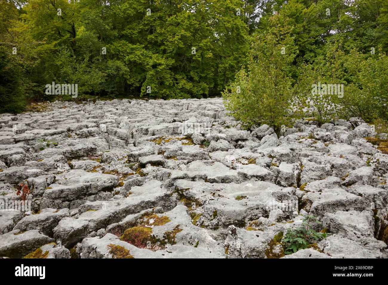 Karst auf einer Lichtung Stockfoto