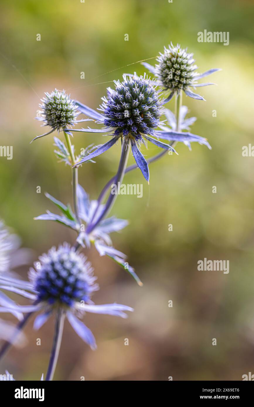 Bläuliche Blüten der Glockendistel (Echinops), Bokeh Stockfoto