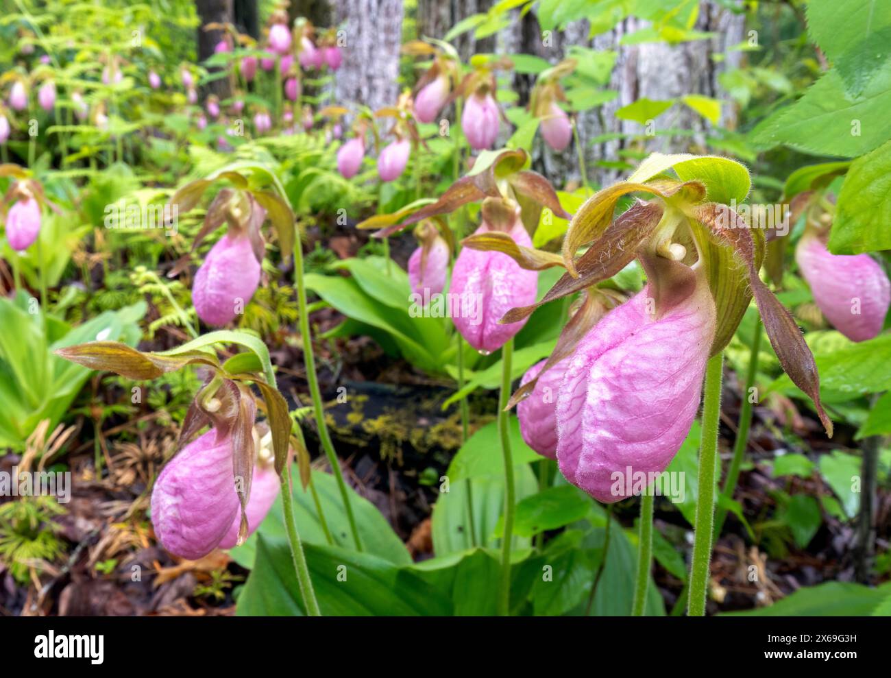 Pink Lady's Pantoffeln (Cypripedium acaule) - Pisgah National Forest, Brevard, North Carolina, USA Stockfoto
