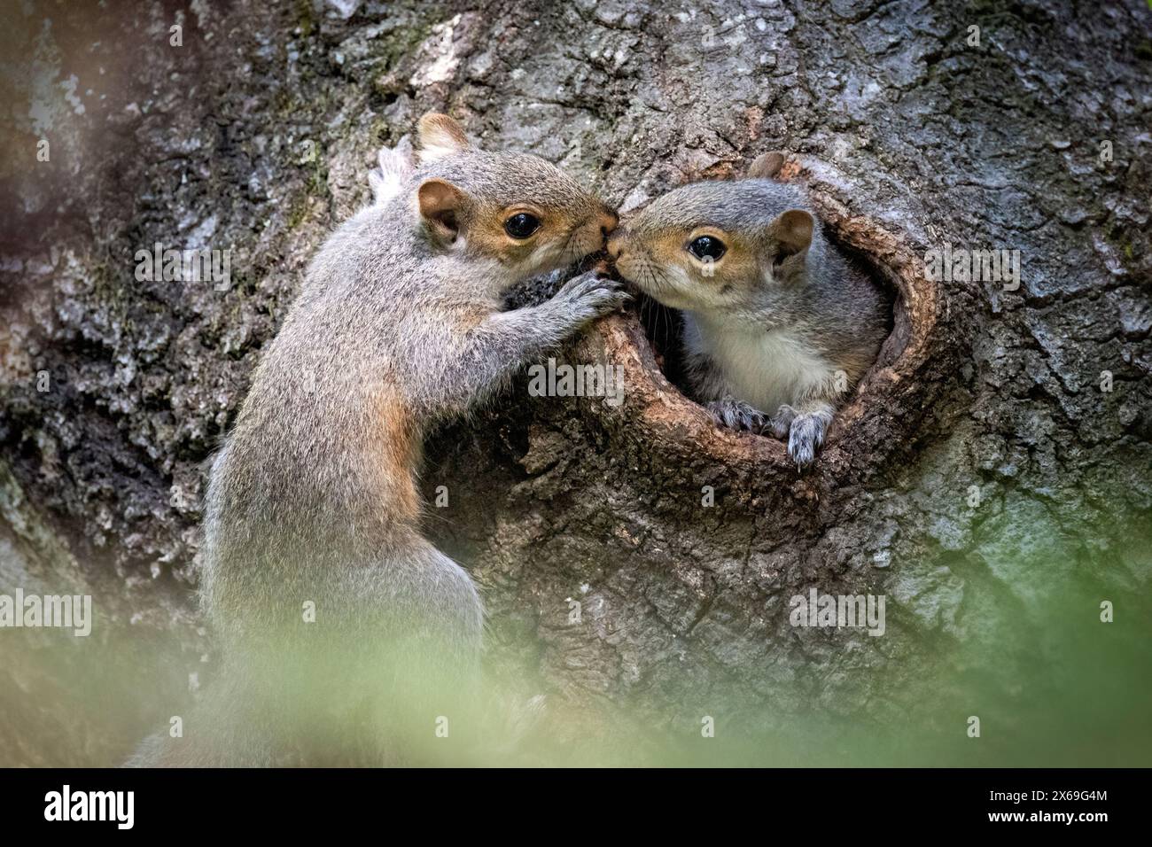 Eichhörnchen (Sciurus carolinensis) mit Baby, das aus einem Loch im Baumstamm blickt - Brevard, North Carolina, USA Stockfoto