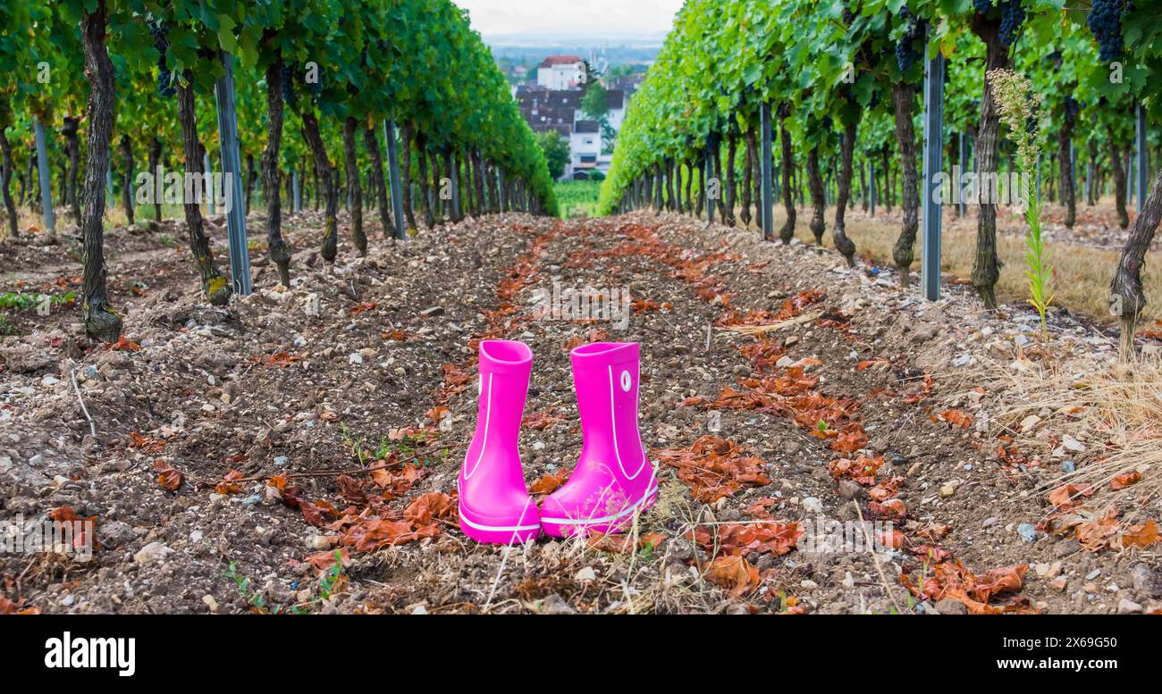 Rosafarbene Gummistiefel mit wunderschönem grünen Weinberg im Herbst. Country-STYLE. Naturhintergrund. Stockfoto