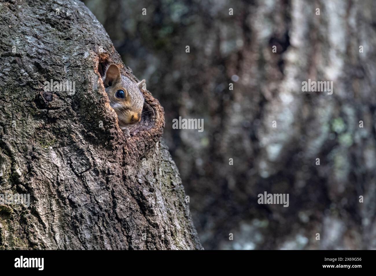 Eastern Grey Eichhörnchen (Sciurus carolinensis) Baby, das aus einem Loch im Baumstamm blickt - Brevard, North Carolina, USA Stockfoto