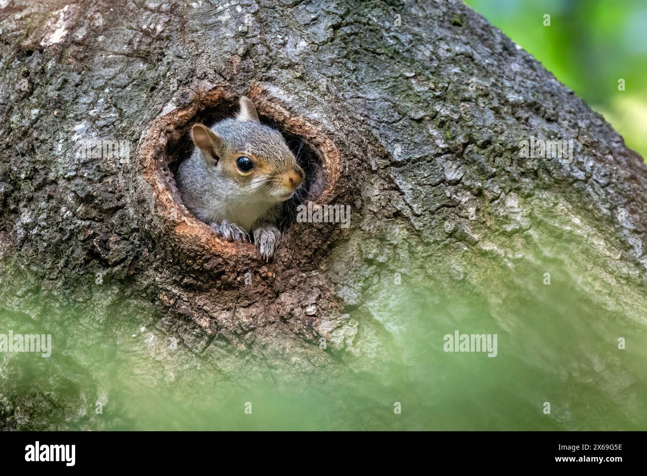 Eastern Grey Eichhörnchen (Sciurus carolinensis) Baby, das aus einem Loch im Baumstamm blickt - Brevard, North Carolina, USA Stockfoto