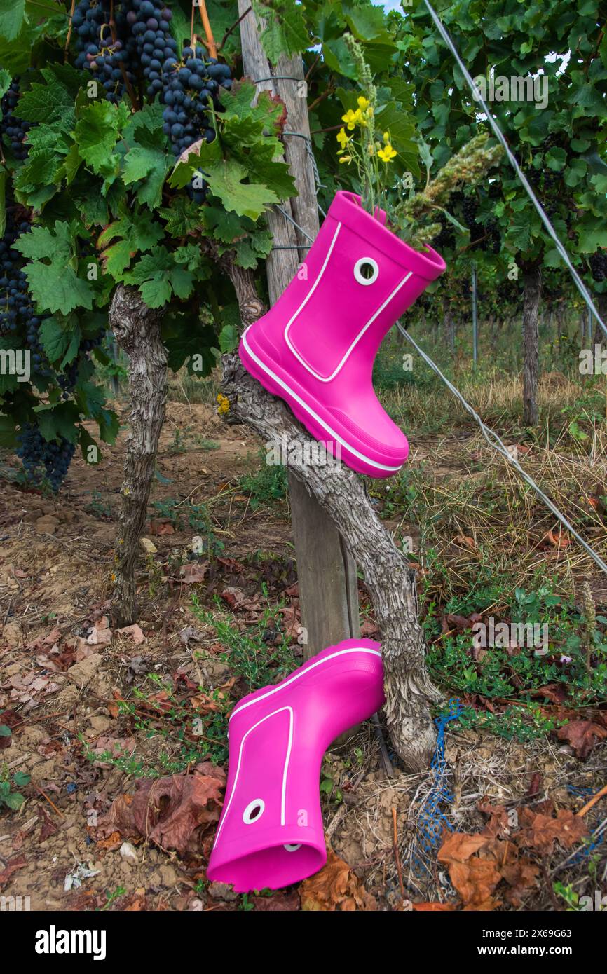 Rosafarbene Gummistiefel mit Trauben und schöner grüner Weinberg im Herbst. Country-STYLE. Stockfoto