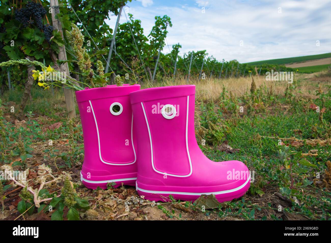 Pinkfarbene Gummistiefel mit Trauben und wunderschöner grüner Weinberg. Country-STYLE. Stockfoto