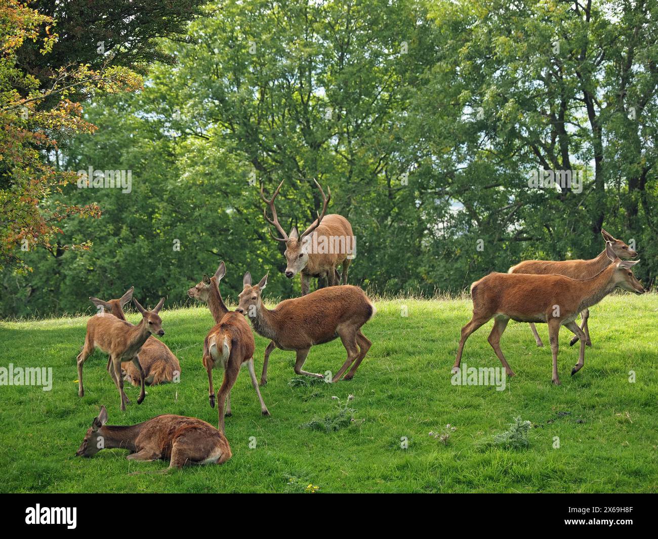 Herde of Red Deer (Cervus elaphus) mit einem Hirsch im Hirschpark am Broadway Tower, Cotswolds, England, Großbritannien Stockfoto