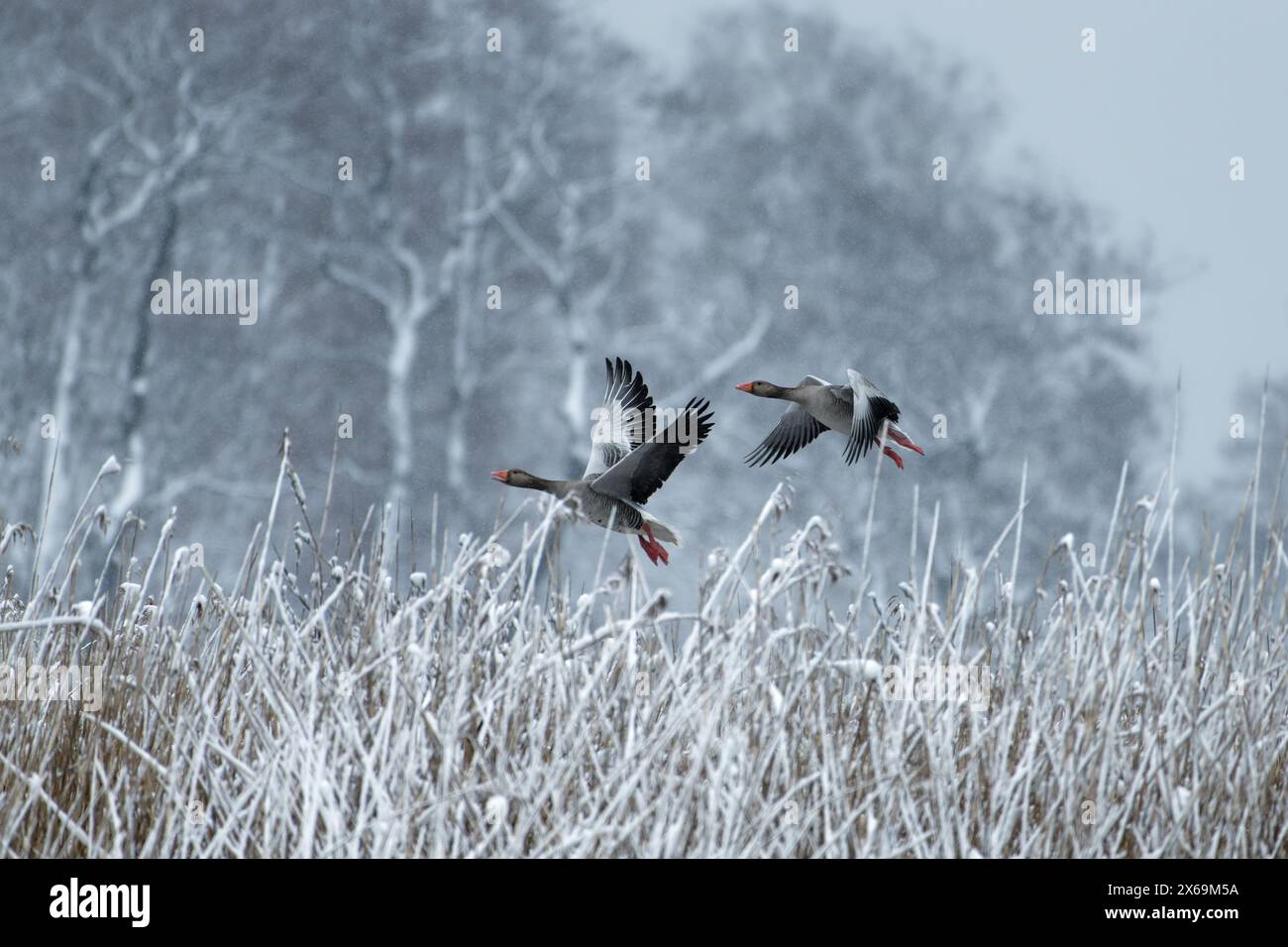 Zwei Graugänse fliegen hinter schneebedecktem Schilf und frostiger Wald Ende April in Helsinki, Finnland, im kältesten blackberry wi Stockfoto