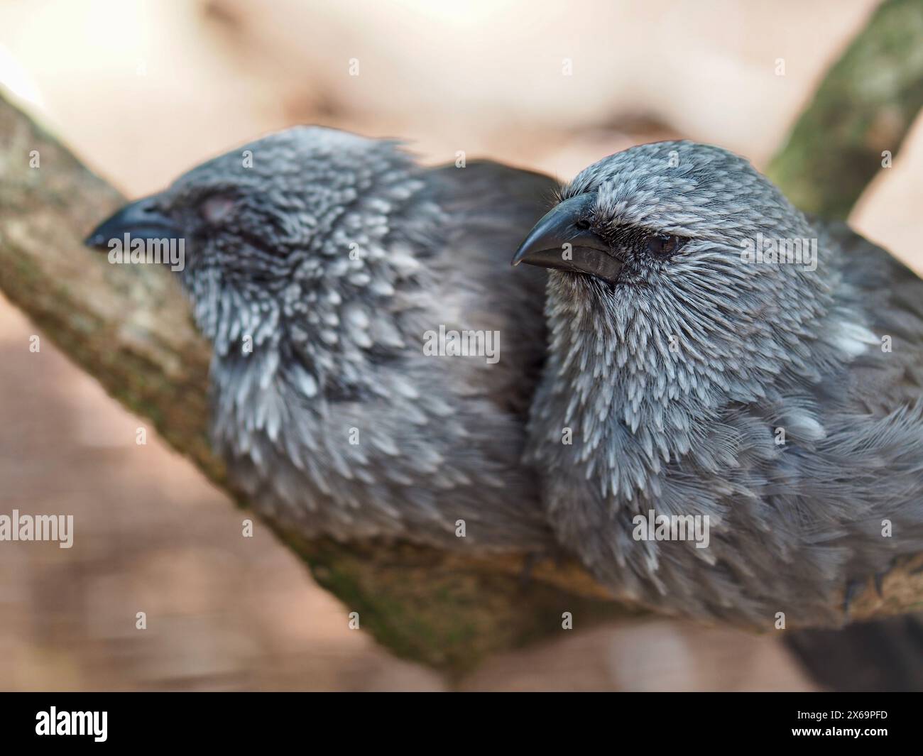 Ein Nahaufnahme-Porträt zweier außergewöhnlicher wunderbarer Apostel Birds in strahlender Schönheit. Stockfoto