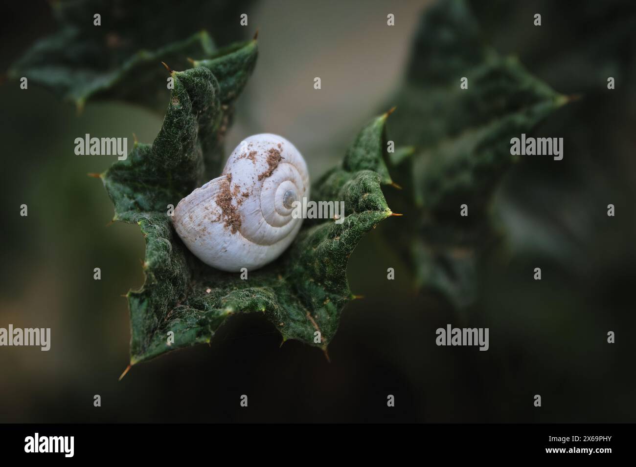 Ruhige Schnecke auf einem üppigen grünen Blatt in einem tropischen Garten Stockfoto