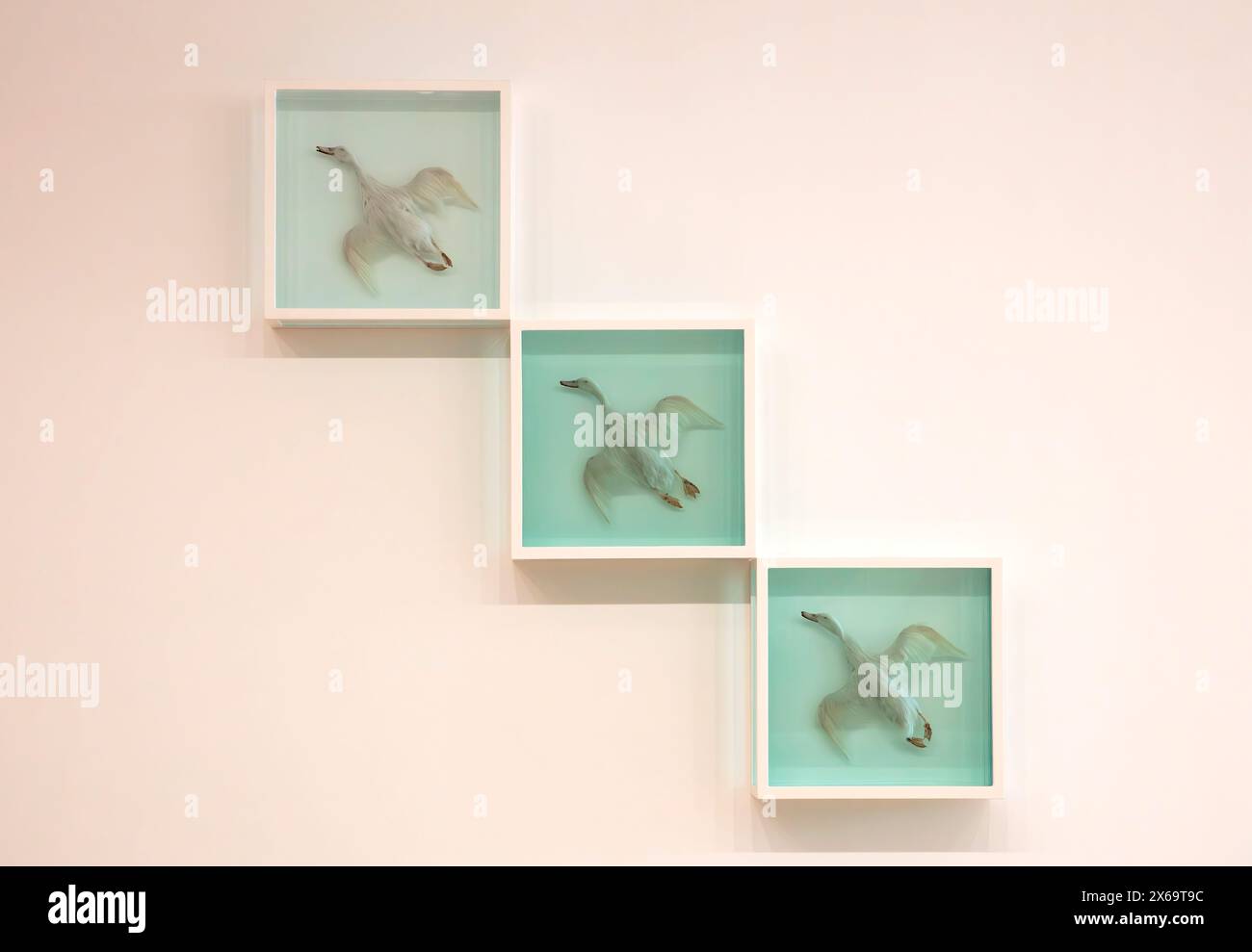 1997 Enten in Formaldehyd von Damien Hirst Stockfoto