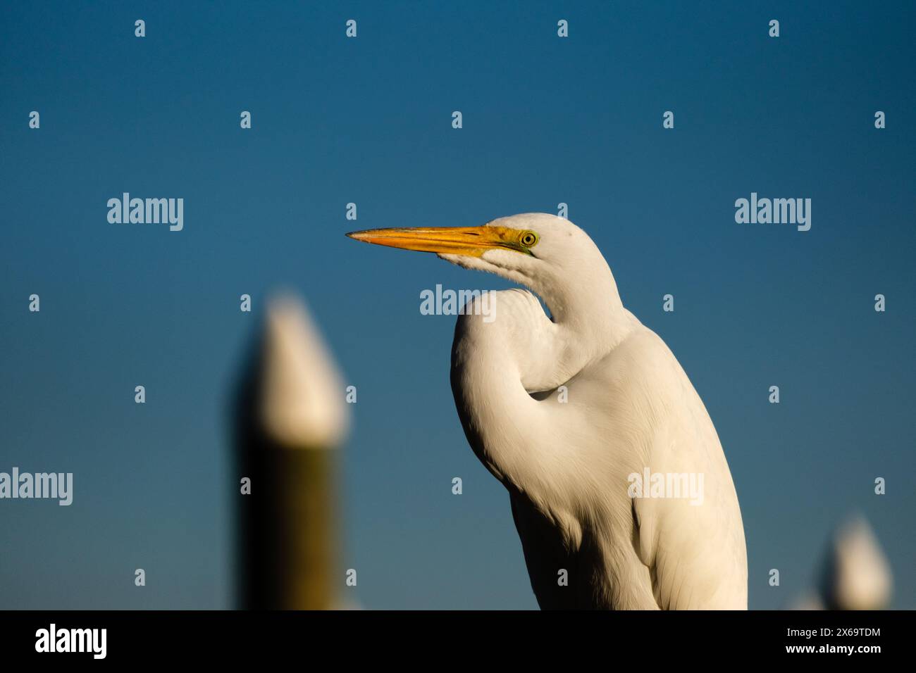 Großer Egret Nahaufnahme mit Kopierraum Stockfoto