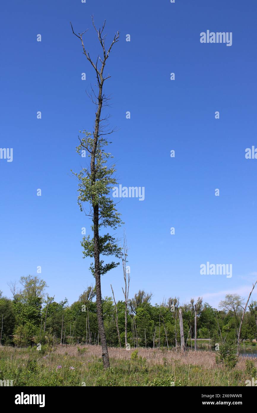 Einsamer sterbender Baum mit einigen Blättern auf einer Wiese in Middlefork Savanna in Lake Forest, Illinois Stockfoto