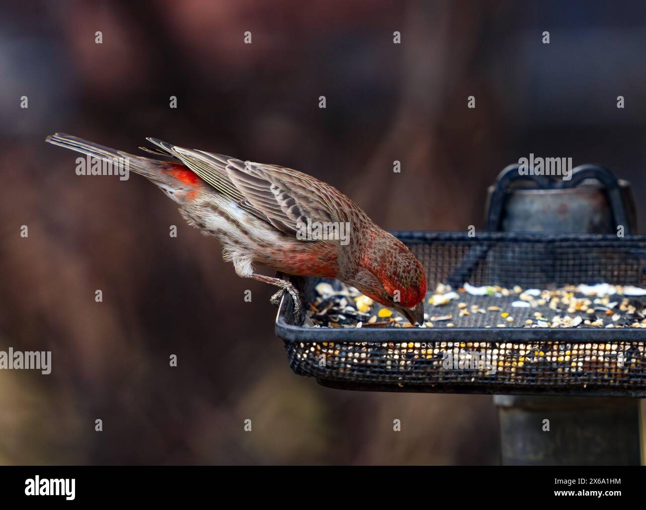 Nahaufnahme eines Hausfinken oder Roten Finken, der sich über ein Vogelfutter beugt und sein wunderschönes und farbenfrohes Federmuster zeigt. Stockfoto