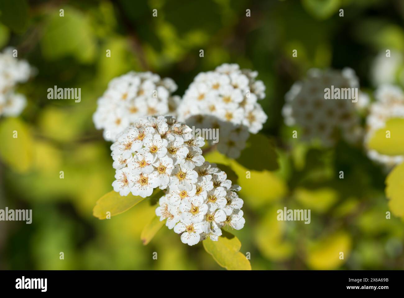 Spiraea japonica, japanischer Mädesüß, Spirea weiße Blüten Nahaufnahme selektiver Fokus Stockfoto