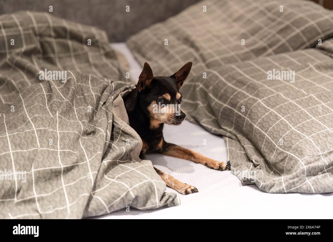 18 Jahre alter Hundespielzeug-Terrier, der unter der Decke im Bett liegt Stockfoto