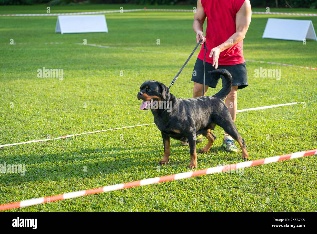 Ein Hund posiert auf einem Feld mit einem Hundeführer bei einer Hundeshow-Veranstaltung. Stockfoto