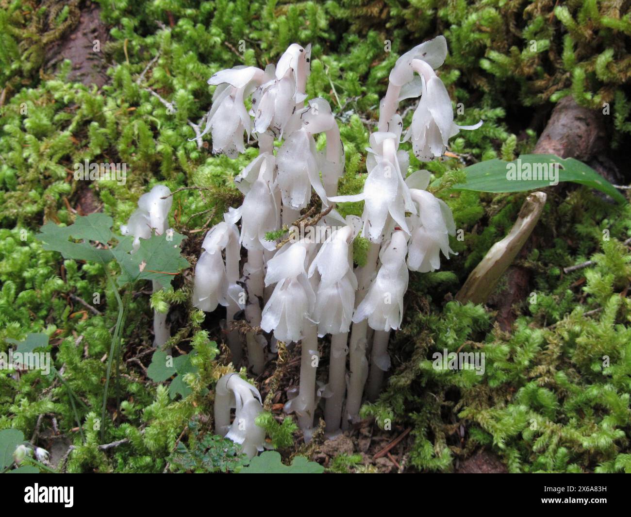 Indische Pfeife (Monotropa uniflora) im Glacier National Park, Montana, eine weiße Wildblume ohne Chlorophyll Stockfoto