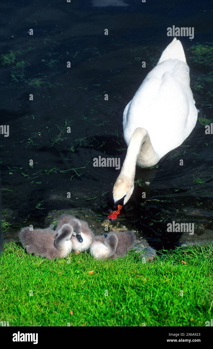 Weißer stummer Schwan ( Cygnus olor ) mit Jungen Stockfoto