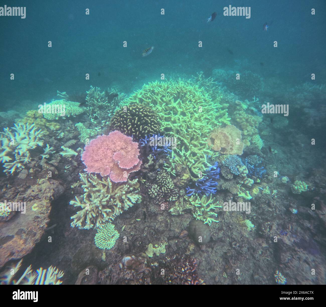 Verschiedene Korallen in frühen Stadien der Fluoreszenz und Bleiche von Korallen, Moore Reef, Great Barrier Reef, Queensland, Australien. Anfang Februar 2024 Stockfoto