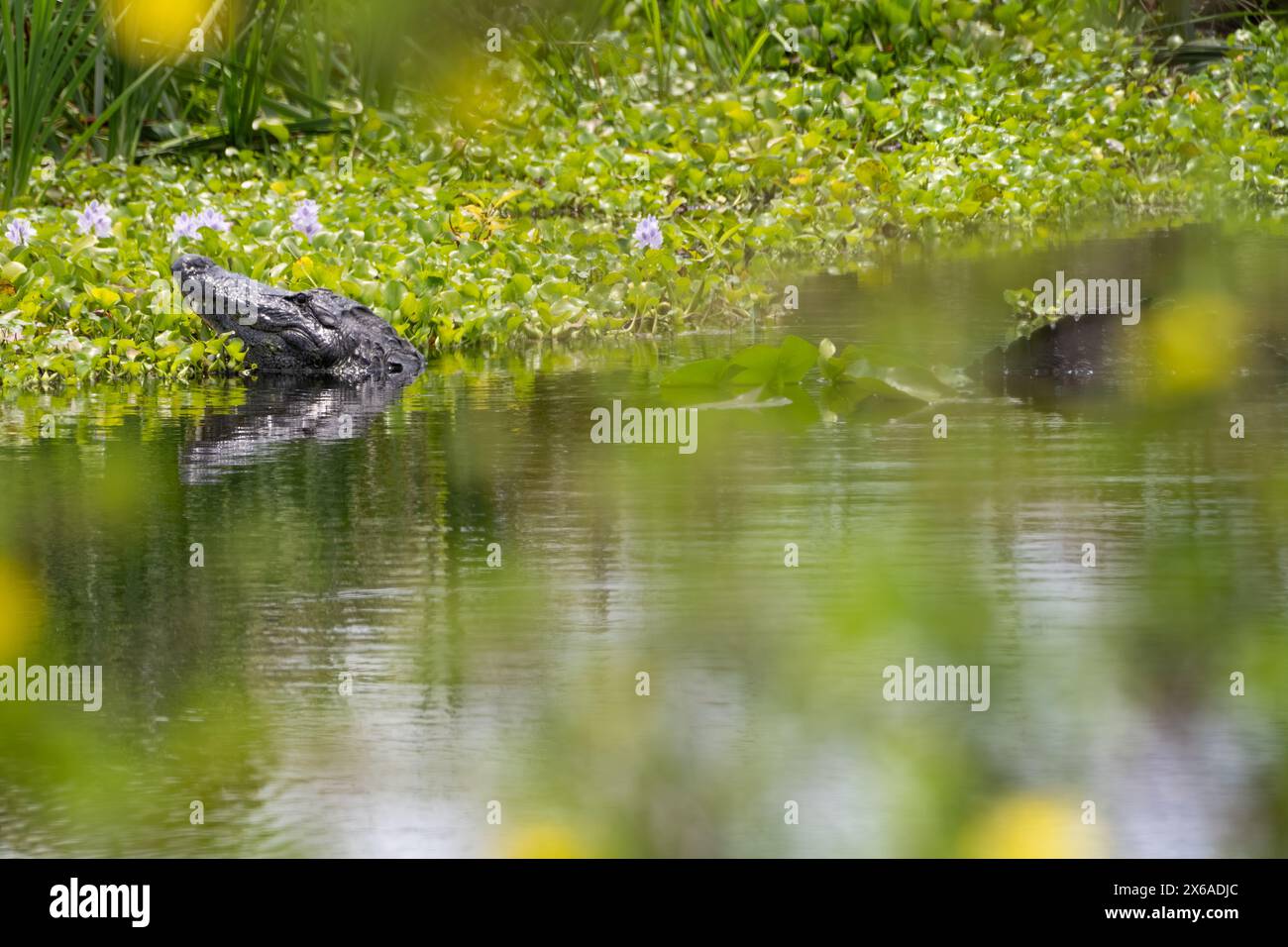 Großer amerikanischer Alligator (Alligator Mississippiensis) im Sweetwater Wetlands Park entlang der Paynes Prairie in Gainesville, Florida. (USA) Stockfoto