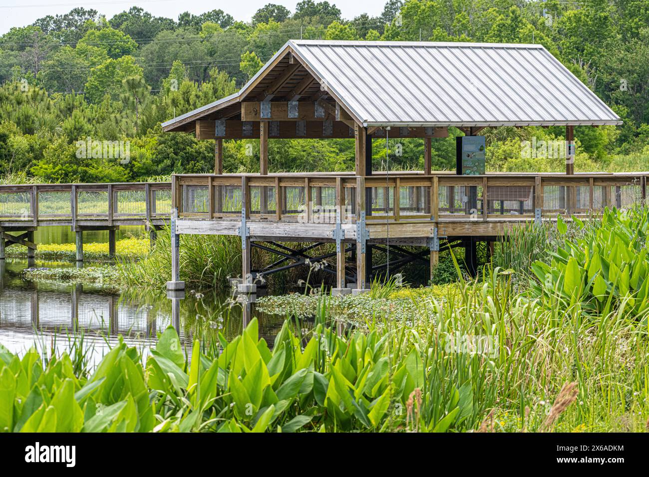 Am Sweetwater Wetlands Park in Gainesville, Florida, befindet sich ein Schutzhütte über einem Alligatorenteich entlang der Paynes Prairie. (USA) Stockfoto