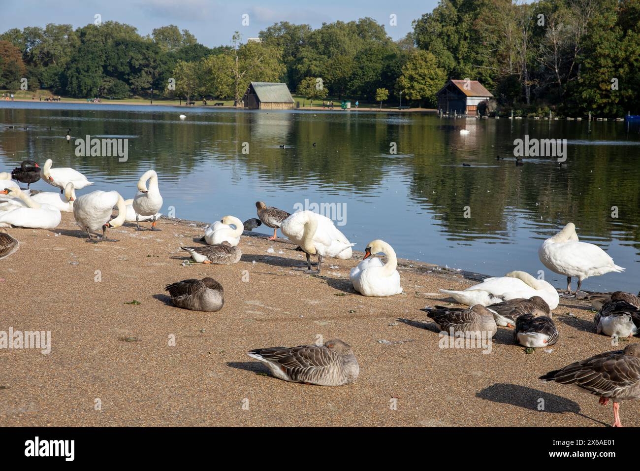 Hyde Park London, Herbstwetterblick über die Serpentine-Enten und Schwäne am Seeufer, London, England, Großbritannien Stockfoto