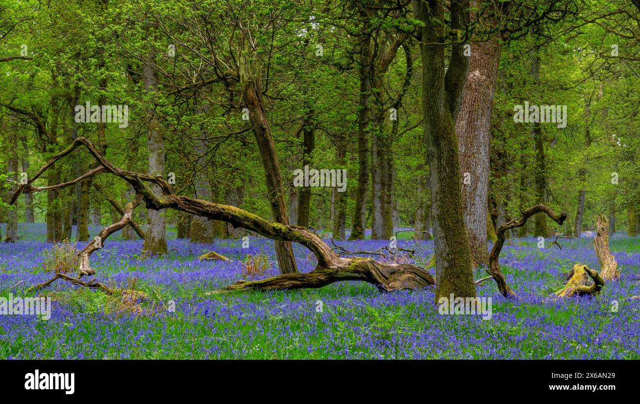 Kinclaven Bluebell Woodland Perthshire Schottland Stockfoto