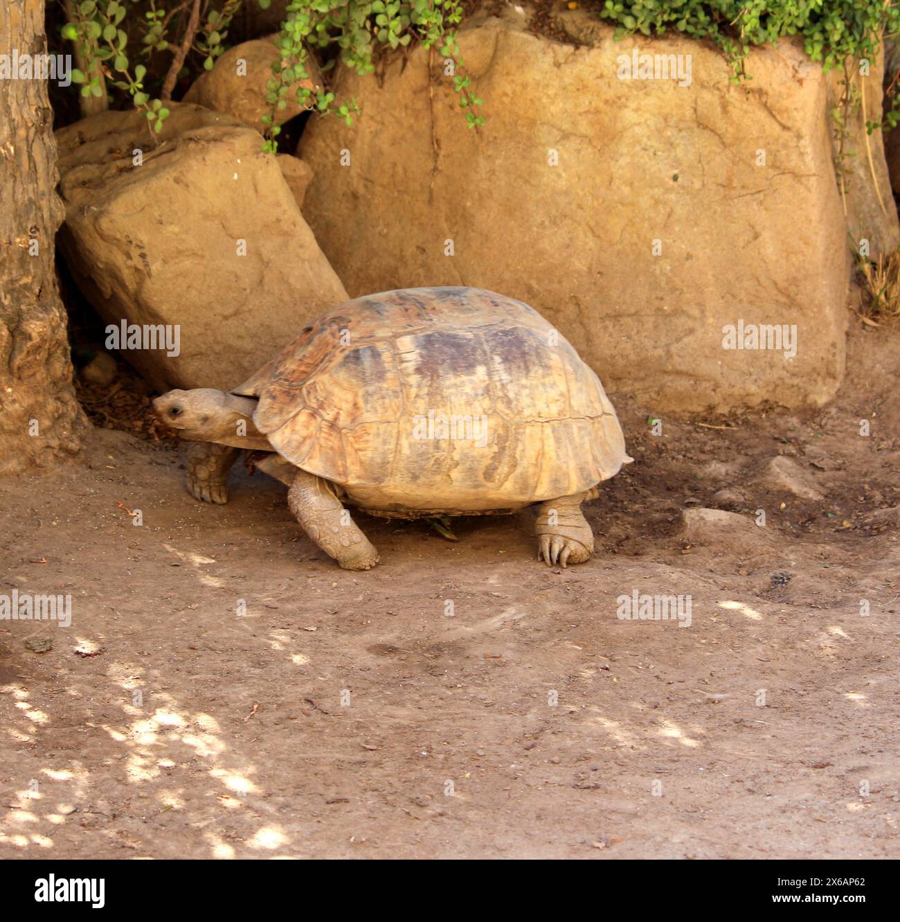 Afrikanische Sporenschildkröte (Centrochelys sulcata) im Zoo : (Pix Sanjiv Shukla) Stockfoto