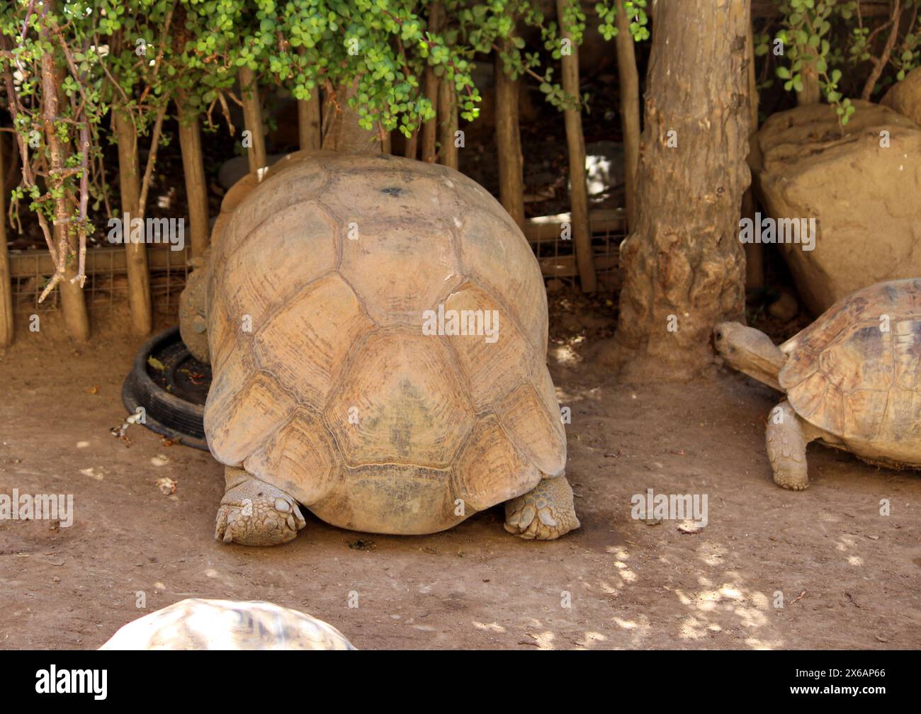 Afrikanische Sporenschildkröte (Centrochelys sulcata) im Zoo : (Pix Sanjiv Shukla) Stockfoto