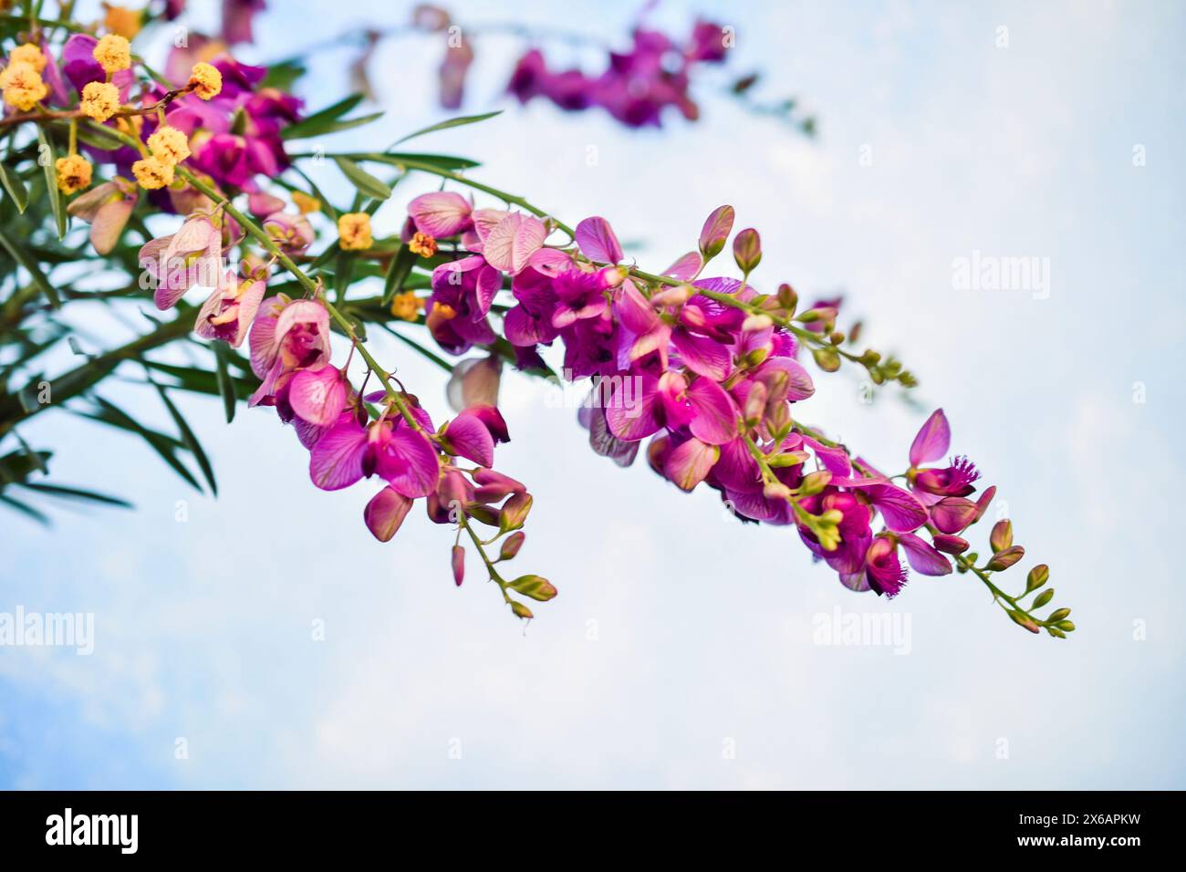 Kleine einheimische australische violette Wildblume Stockfoto