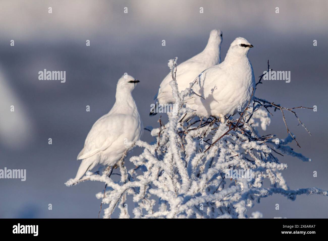 Ptarmigans, Birkhühner, sitzen auf einem schneebedeckten Baum, Alaska, USA Stockfoto