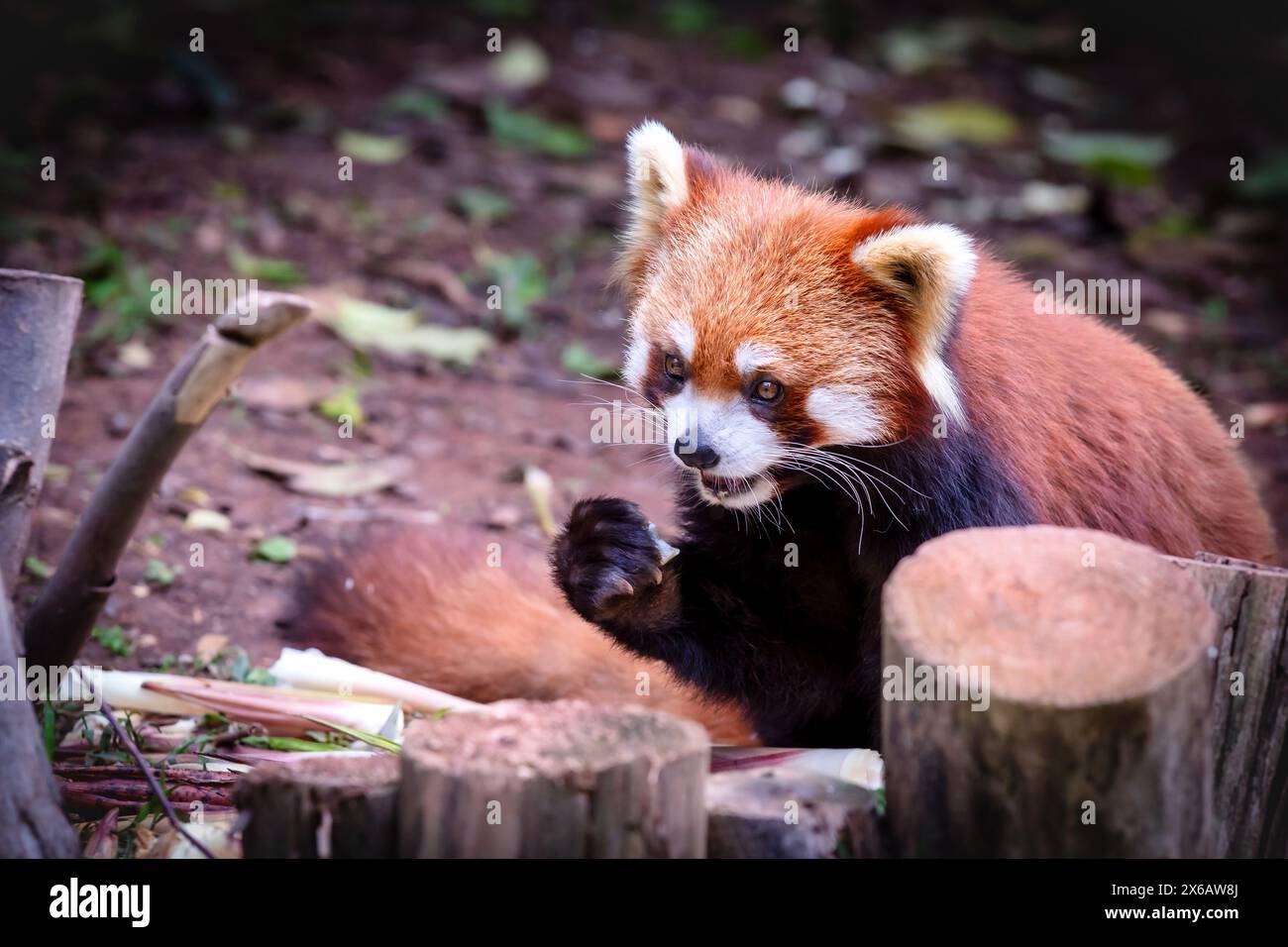 Der rote Panda (Ailurus fulgens), Chengdu, Sichuan, China Stockfoto